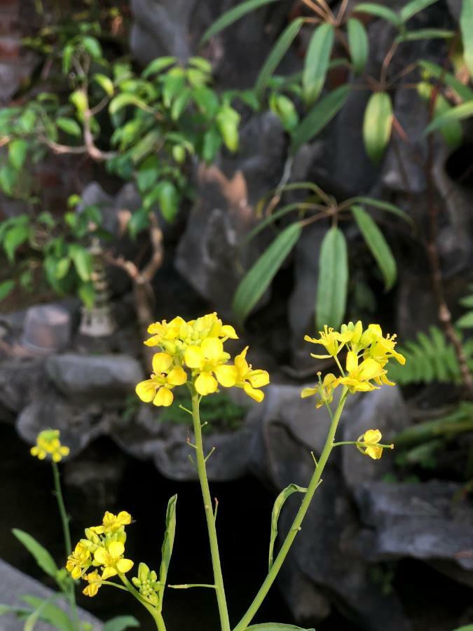 Tam Coc Hello Homestay Ніньбінь Екстер'єр фото